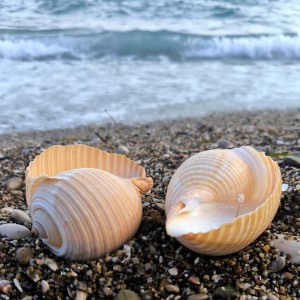 Seashell Candles